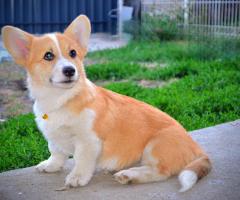 Уелски корги пембрук – Красиви кученца