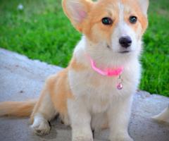 Уелски корги пембрук – Красиви кученца