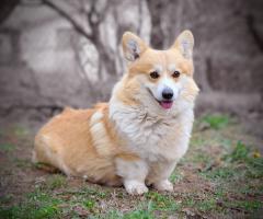 Уелски корги пембрук – Красиви кученца