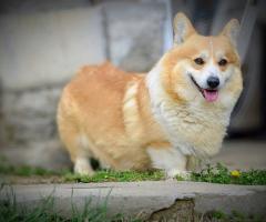 Уелски корги пембрук – Красиви кученца