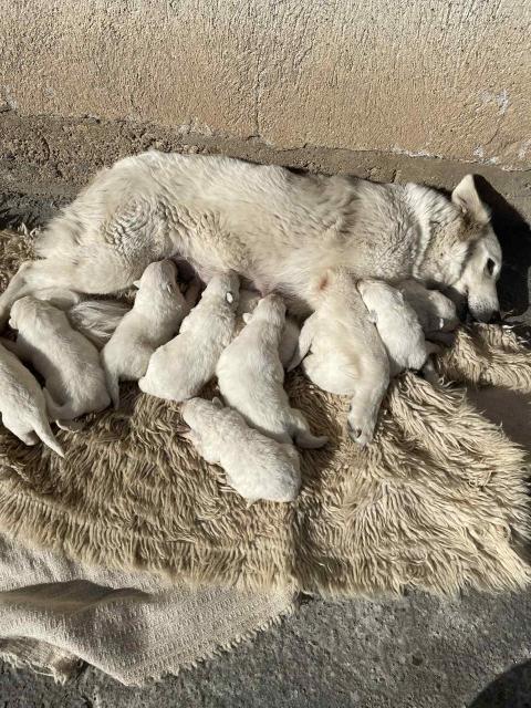 Швейцарска овчарка