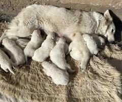 Швейцарска овчарка