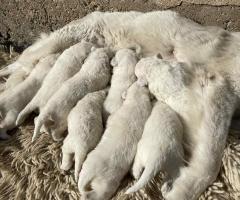 Швейцарска овчарка