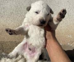 Швейцарска овчарка