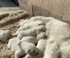 Швейцарска овчарка