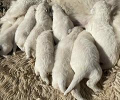 Швейцарска овчарка