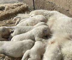 Швейцарска овчарка