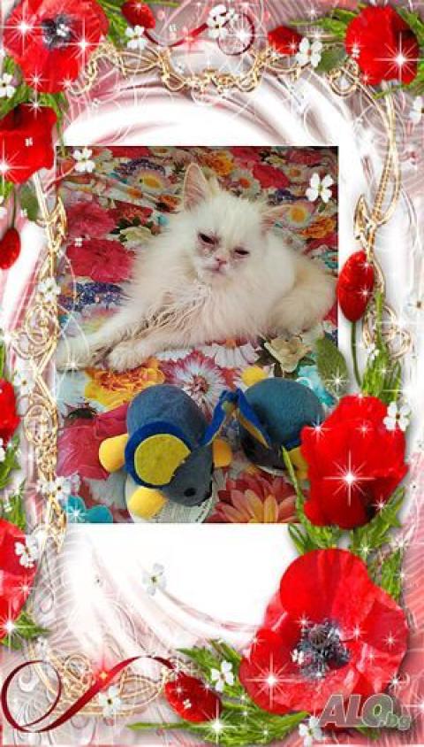 Персийски дългокосместа многоцветни котки домашни любимци ваксинирани ЕС паспорти микрочипирани