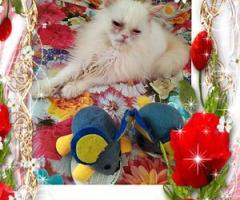 Персийски дългокосместа многоцветни котки домашни любимци ваксинирани ЕС паспорти микрочипирани