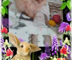 Персийски дългокосместа многоцветни котки домашни любимци ваксинирани ЕС паспорти микрочипирани