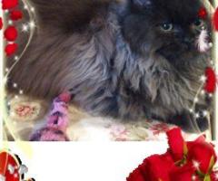 Персийски дългокосместа многоцветни котки домашни любимци ваксинирани ЕС паспорти микрочипирани