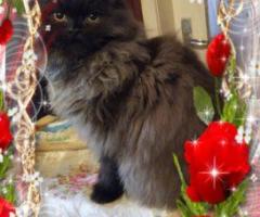 Персийски дългокосместа многоцветни котки домашни любимци ваксинирани ЕС паспорти микрочипирани