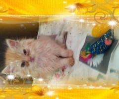 Персийски дългокосместа многоцветни котки домашни любимци ваксинирани ЕС паспорти микрочипирани