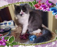 Персийски дългокосместа многоцветни котки домашни любимци ваксинирани ЕС паспорти микрочипирани