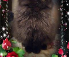 Персийски дългокосместа многоцветни котки домашни любимци ваксинирани ЕС паспорти микрочипирани