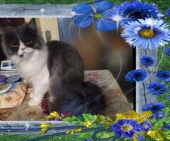 Персийски дългокосместа многоцветни котки домашни любимци ваксинирани ЕС паспорти микрочипирани