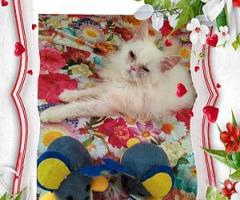 Персийски дългокосместа многоцветни котки домашни любимци ваксинирани ЕС паспорти микрочипирани