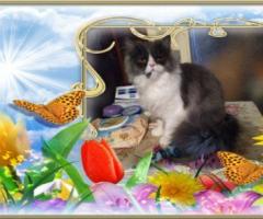 Персийски дългокосместа многоцветни котки домашни любимци ваксинирани ЕС паспорти микрочипирани