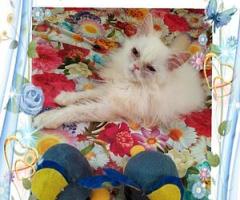 Персийски дългокосместа многоцветни котки домашни любимци ваксинирани ЕС паспорти микрочипирани