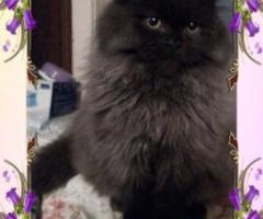 Персийски дългокосместа многоцветни котки домашни любимци ваксинирани ЕС паспорти микрочипирани