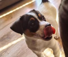 Джак Ръсел териер