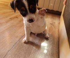 Джак Ръсел териер