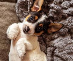 Джак Ръсел териер