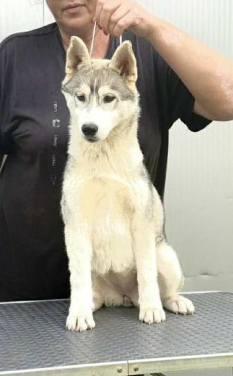 Сибирско хъски – женско кученце