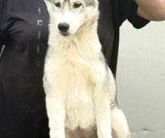 Сибирско хъски – женско кученце