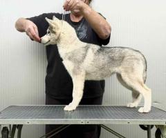 Сибирско хъски – женско кученце