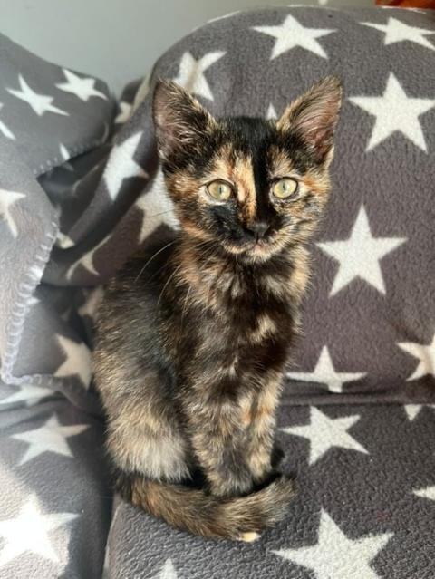 Пухче си търси любящо семейство