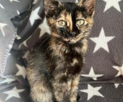 Пухче си търси любящо семейство