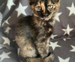 Пухче си търси любящо семейство