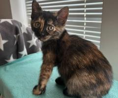 Пухче си търси любящо семейство