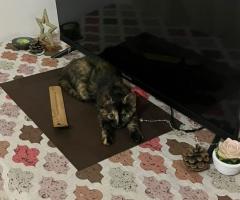 Пухче си търси любящо семейство