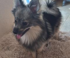 Мъжки Померан шпиц с вакцини и паспорт