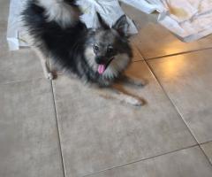 Мъжки Померан шпиц с вакцини и паспорт