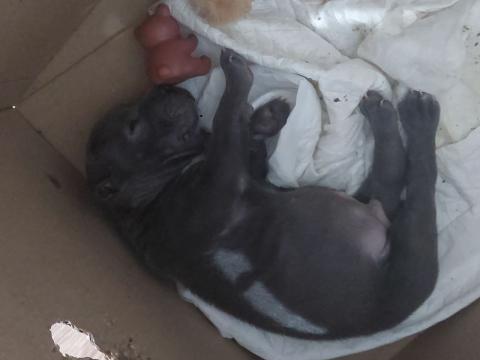 Американско були