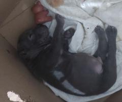 Американско були