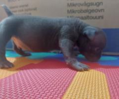 Американско були