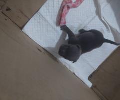 Американско були