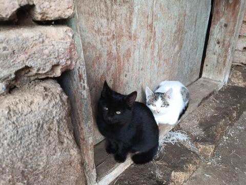 Две сестрички си търсят дом,на 15 този месец стават на три месеца!