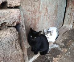 Две сестрички си търсят дом,на 15 този месец стават на три месеца!