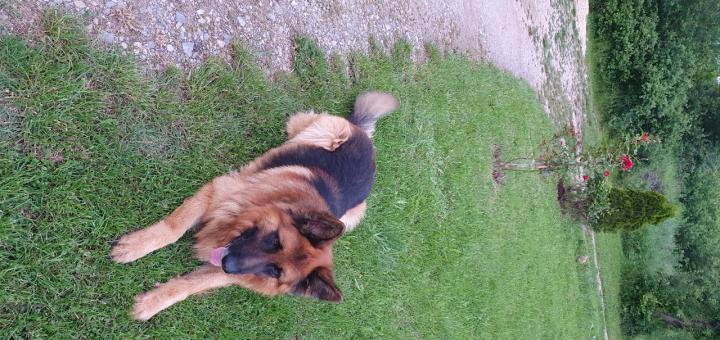 Среден косъм