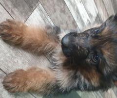 Среден косъм