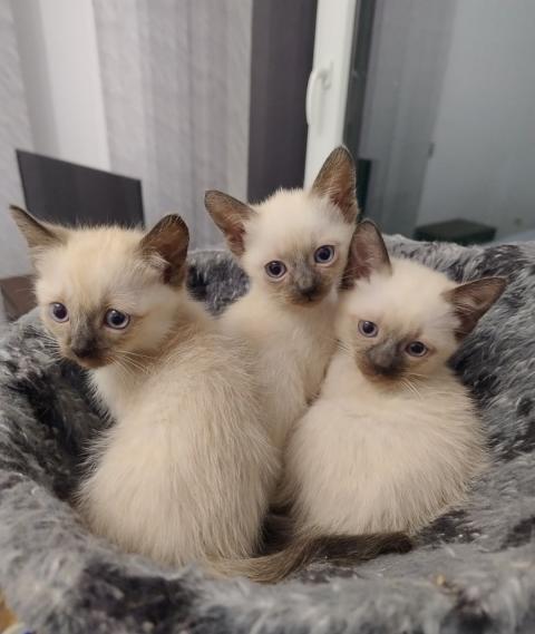 Продавам сиамски котенца
