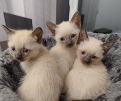 Продавам сиамски котенца