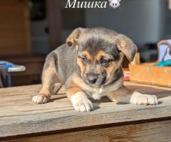 Подаряваме кученца