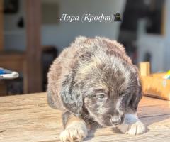 Подаряваме кученца