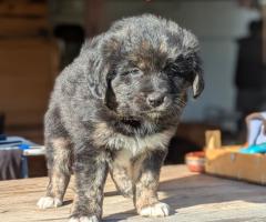 Подаряваме кученца